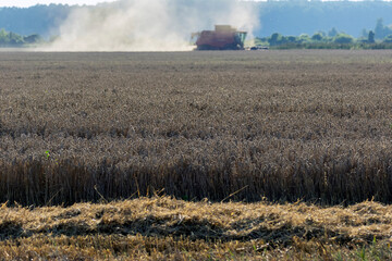 Fototapeta na wymiar Wheat field during the harvest season