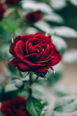 Fototapeta na wymiar Close up of beautiful classic red garden roses