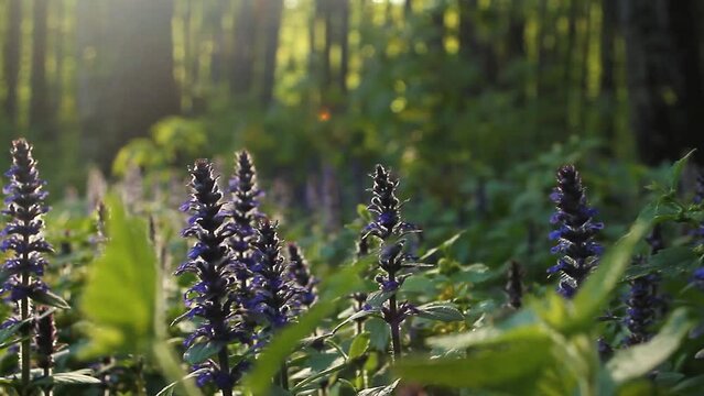 Blurred background of Purple inflorescences of Ajuga reptans in the rays of the sun in a forest clearing. used as food and medicine