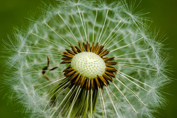Macro photography - close-up dandelion flower 