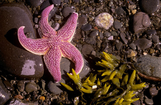Pink starfish with green plants on Alaska beach