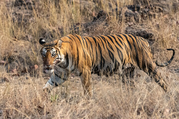 Fototapeta na wymiar A tiger walking in the forest in India