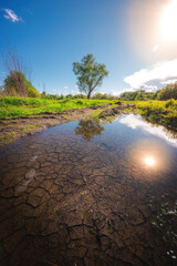 Landscape of sunny summer day in the park with isolated tree reflecting in the clear puddle with scorched dry ground at the bottom