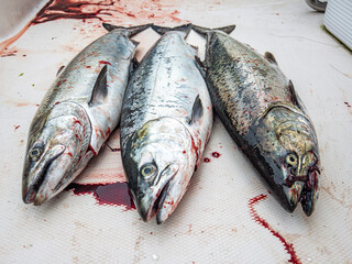Three dead salmon fish bleeding out on the deck of a fishing boat.