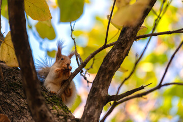 fluffy eared squirrel (sciurus vulgaris) sits in the branches of a tree in an autumn city park. a squirrel holds a hazelnut in its paws. The foliage of the trees and the blue sky in the background.
