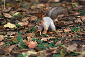 funny fluffy squirrel (latin Sciurus Vulgaris) in the autumn park. the squirrel is running ahead to the treat