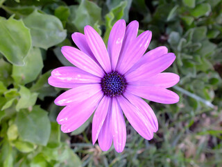 Obraz premium Close up of purple color African daisy flower with blurred green background