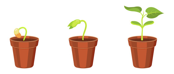 Cultivation in pot sprouts from seed. Growth of bean cotyledons. Vector illustration of plant seedlings.