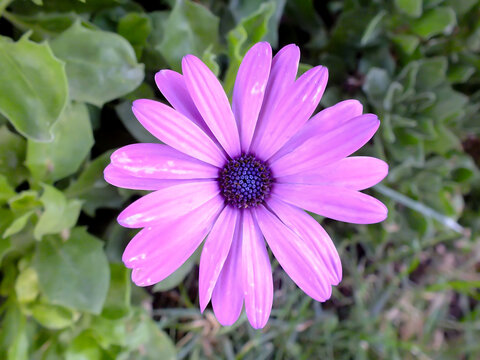 Close up of purple color African daisy flower with blurred green background
