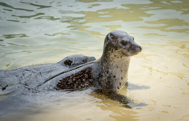 October 2017, young seals relax at The Cornish Seal Sanctuary, Gweek, Cornwall, UK