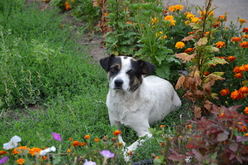 a cute little white dog with black ears and an interesting pattern on his face lies in the middle of orange marigold flowers in a flower bed and looks ahead into the distance