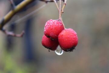 three red hawthorn berries with a drop of water in the autumn forest hanging on a tree branch. fog and webs around the berries.