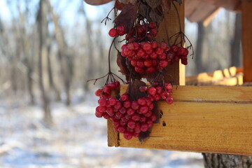 red viburnum symbol of free Ukraine - hanging on a yellow bird feeder with seeds in a winter forest full of white snow