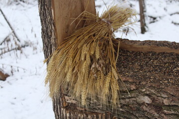 a bouquet of yellow ears of wheat full of grains lies on a feeder with seeds for animals in the middle of a winter forest. The background is white snow