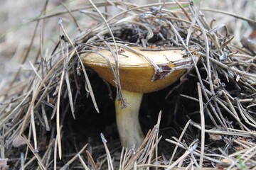 a mushroom hid under a pine needle, a mushroom cap looks like a small house under a mushroom, a mushroom in the forest in autumn
