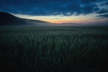 Mystical nightscape of foggy cloudy dusk in the wheat field and mountains in the summer white night