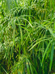 Fototapeta na wymiar Full framed photo of Cyperus alternifolius, umbrella papyrus, umbrella sedge or umbrella palm. Green foliage of a grass-like plant.
