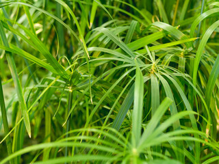 Full framed photo of Cyperus alternifolius, umbrella papyrus, umbrella sedge or umbrella palm. Green foliage of a grass-like plant. - 521081823