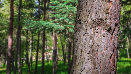 Obraz premium Dry tree bark texture background