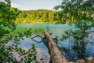 Plitvice lakes in Croatia, beautiful summer landscape with fallen tree in turquoise water