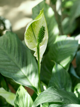 White Flower Of Spathiphyllum Or Spath. Blooming Peace Lily. Flowering Plant Grows In Greenhouse Or Home Lit With Sunlight.