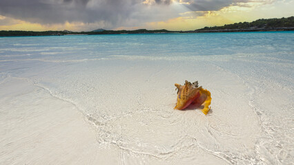 Fototapeta na wymiar Seashell on caribbean beach, closeup. Coastal dream with turquoise water and endless white beach.