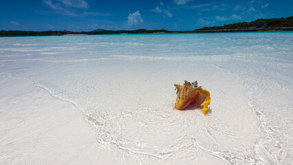 White sand beach in Bahamas with beautfiul conch shell. Travel concept.