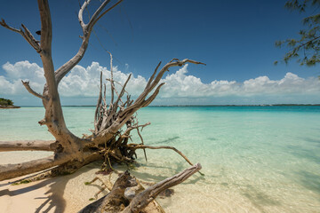 Lone tree in Paradise, old tree hanging over a beach.  Beautfiful landscape with turquoise water. Caribbean, Bahamas. Travel concept.