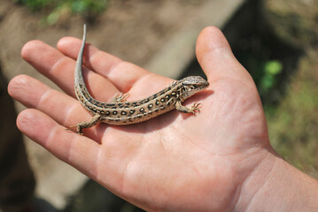The lizard (Lacerta agilis) on male hand. A biologist showing a small amphibian