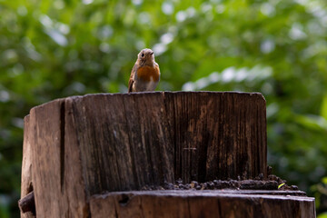 Kohlmeise im Wald 