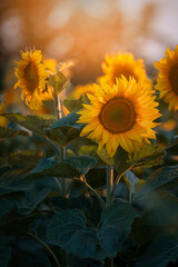 Kwiaty żółtych słoneczników.  Słonecznikowe pole przed letnim zachodem słońca.