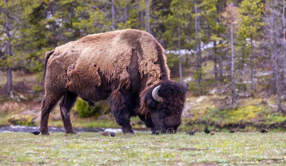 Bison with birds by the river eating grass in American Landscape. Yellowstone National Park. United States. Nature Background.