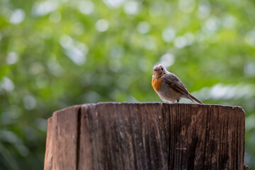 Kohlmeise im Wald 