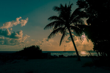 Obraz na płótnie Canvas tropical sunset with trees