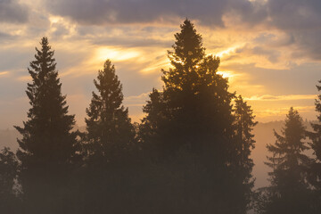 Beautiful morning forest landscape. Trees at sunrise close up. A beautiful view of the fir trees against the background of golden clouds. Wonderful golden light at sunrise. Natural background.