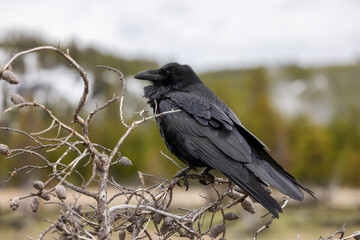 Large Black Common Raven in Yellowstone National Park, Wyoming, United States.