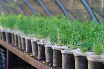 Large greenhouse with cypress and thuja growing in small pots put on counter in long rows for sale....
