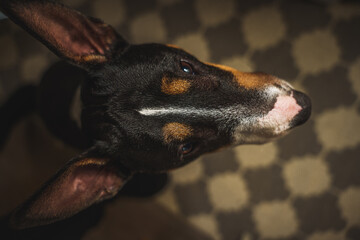 Bullterrier