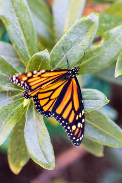 Endangered Monarch Butterfly on a Milkweed leaf