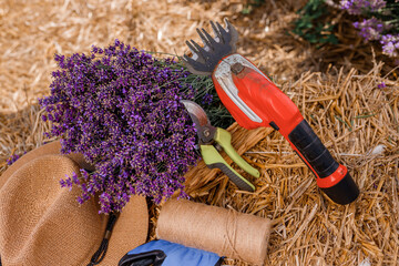.A bunch of cut lavender in a wicker basket and pruning shear against a backdrop of flowering...