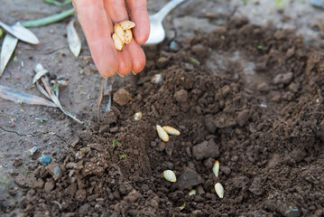 seeds in the ground ready to be planted