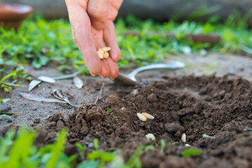 seeds in the ground ready to be planted