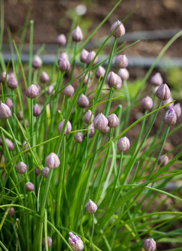 Flowering chives in the garden