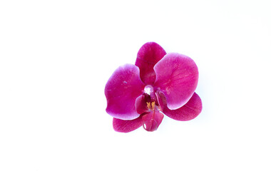 Fototapeta na wymiar Purple Orchid Close Up