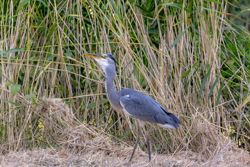 The Gray heron is catching and eating the fish along the canal or ditch in its natural habitat, Ardea cinerea is a long-legged predatory wading bird of the heron family, Living out naturally bird.