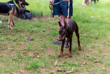 Brown Doberman, on a walk in the park.