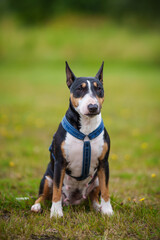 Bullterrier