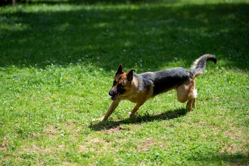 German Shepherd runs through the park, on the grass.