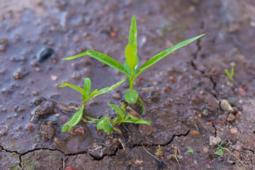 plant shoots in freshly watered soil