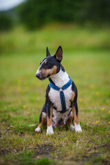 Bullterrier